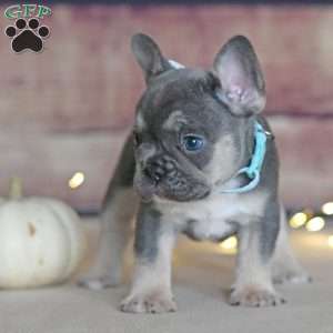 Maple, French Bulldog Puppy